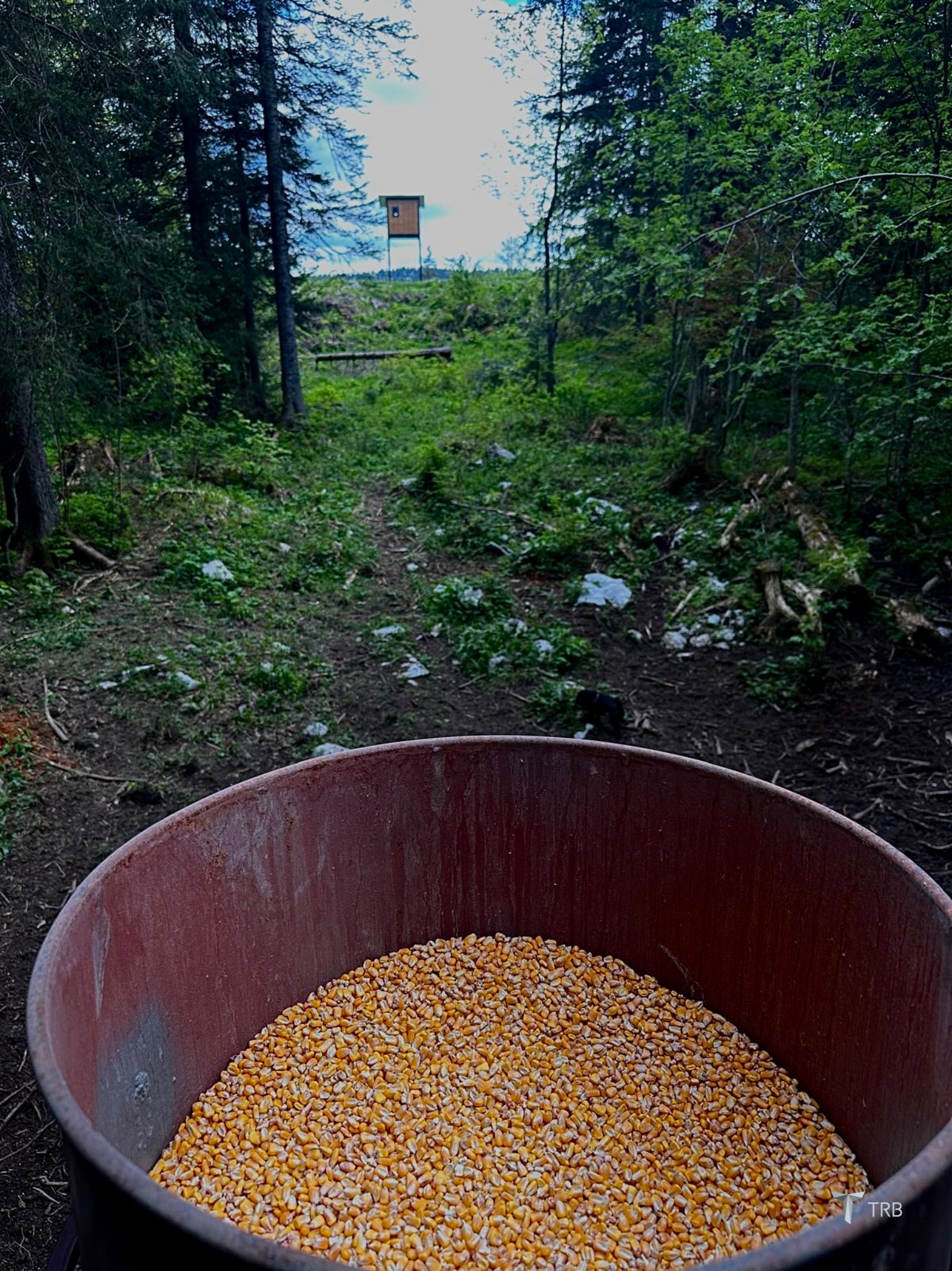 {{brizy_dc_image_alt imageSrc=