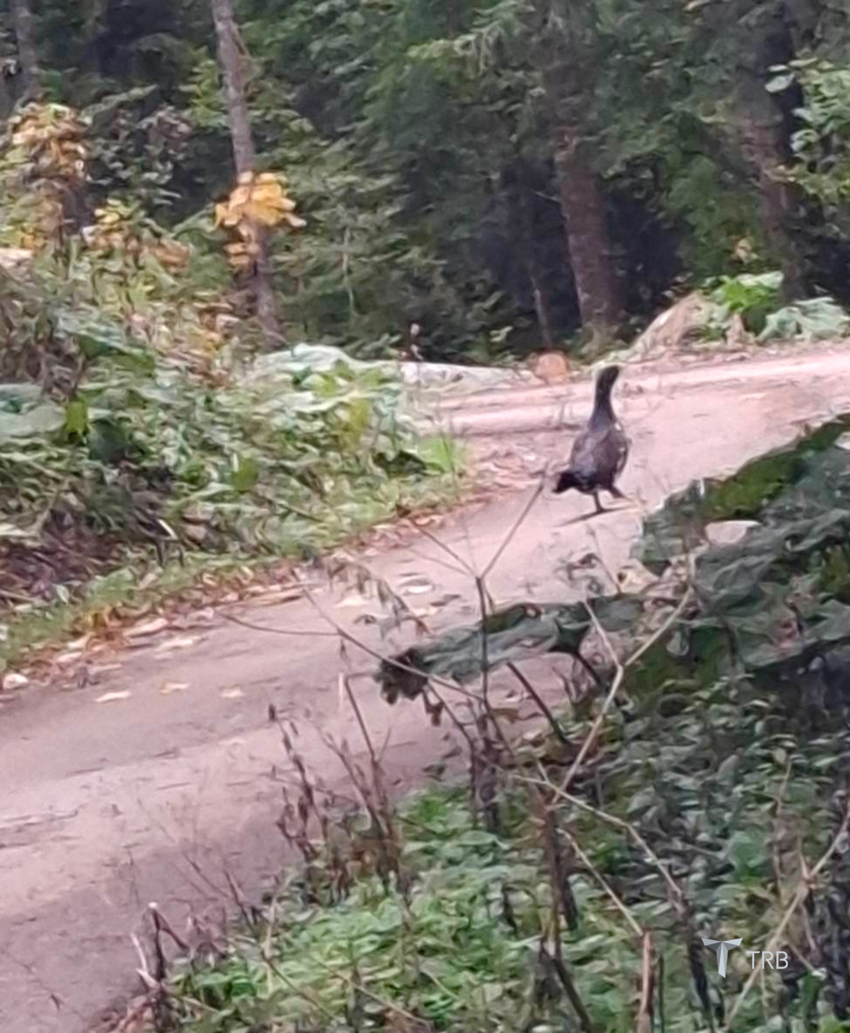 {{brizy_dc_image_alt imageSrc=