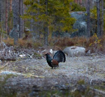 {{brizy_dc_image_alt imageSrc=